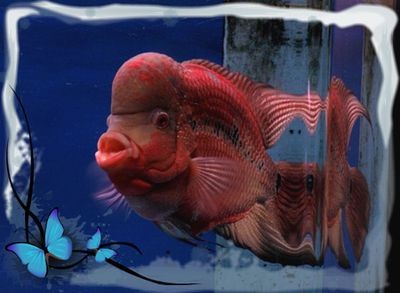 多大魚缸養羅漢魚：關于羅漢魚魚缸大小的具體信息