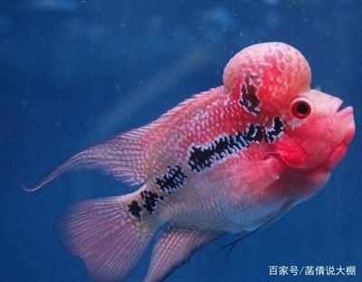 多大魚缸養羅漢魚：關于羅漢魚魚缸大小的具體信息