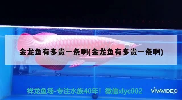 一千多萬紅龍魚（紅龍魚1000萬）