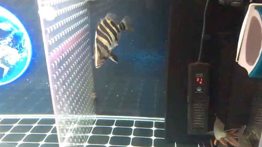 虎魚終于開口了