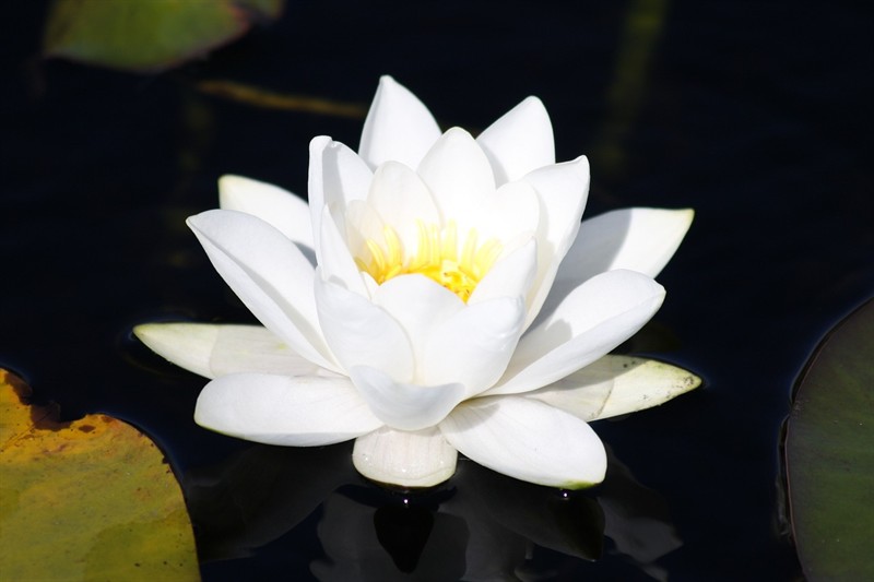 極品虎皮蘭壽（虎皮蘭壽與五花蘭壽的區(qū)別）