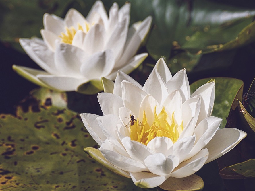 極品虎皮蘭壽（虎皮蘭壽與五花蘭壽的區(qū)別）