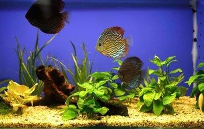 風(fēng)水魚缸的擺放高度：辦公室風(fēng)水魚缸擺放方法