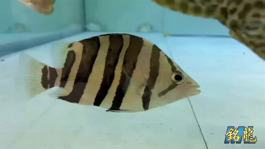 高品質(zhì)的虎魚