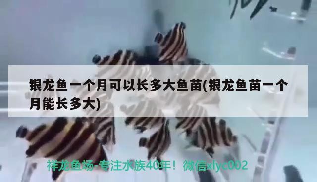 魚缸 銀龍魚一個月可以長多大魚苗(銀龍魚苗一個月能長多大) 銀龍魚百科 銀龍魚一個月可以長多大魚苗(銀龍魚苗一個月能長多大) 銀龍魚一個月可以長多大魚苗(銀龍魚苗一個月能長多大) 銀龍魚百科