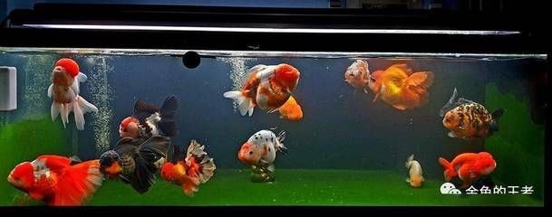 大魚缸養啥魚：大魚缸養殖技巧 大魚缸養啥魚：大魚缸養殖技巧 魚缸百科 第2張