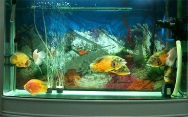 大魚缸養啥魚：大魚缸養殖技巧 大魚缸養啥魚：大魚缸養殖技巧 魚缸百科 第3張