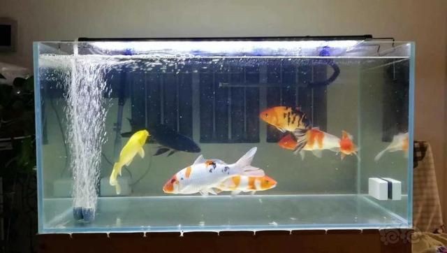 大魚缸怎么換水也得曬水嗎：大魚缸換水的正確方法