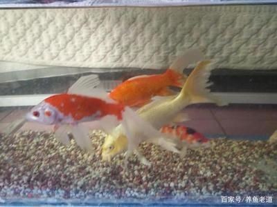 大魚缸怎么換水也得曬水嗎：大魚缸換水的正確方法