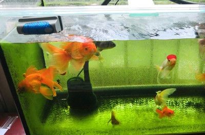 大魚缸怎么換水也得曬水嗎：大魚缸換水的正確方法