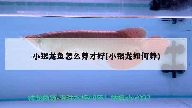小銀龍魚(yú)怎么養(yǎng)才好(小銀龍如何養(yǎng)) 小銀龍魚(yú)怎么養(yǎng)才好(小銀龍如何養(yǎng)) 銀龍魚(yú)百科