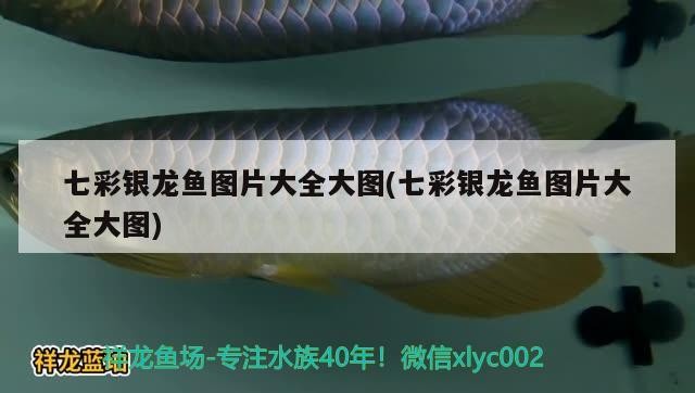 七彩銀龍魚圖片大全大圖(七彩銀龍魚圖片大全大圖)