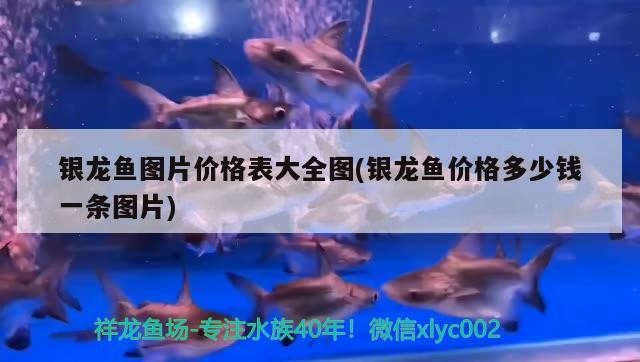 銀龍魚圖片價格表大全圖(銀龍魚價格多少錢一條圖片)