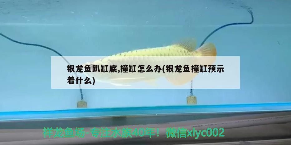 銀龍魚趴缸底,撞缸怎么辦(銀龍魚撞缸預示著什么)