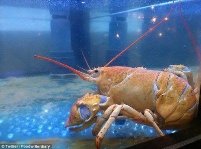 大魚缸叫什么名字：如何給自己的魚缸取一個獨特的名字