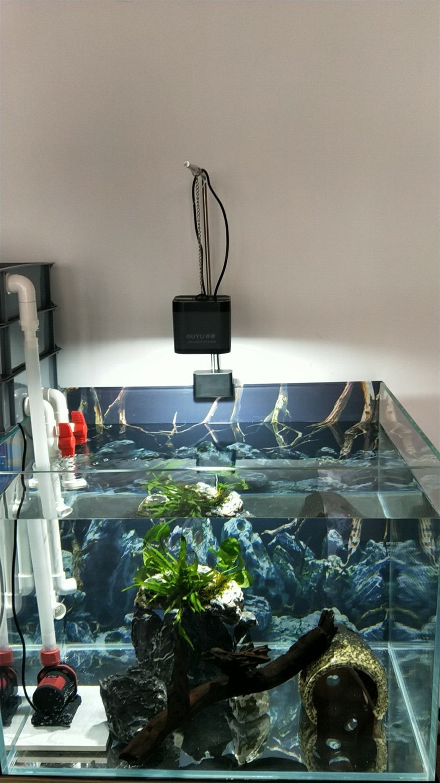 新開了個60缸橙兔螺金頭虎苗異型魚