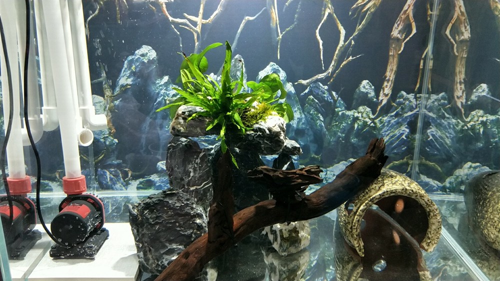 新開了個60缸橙兔螺金頭虎苗異型魚