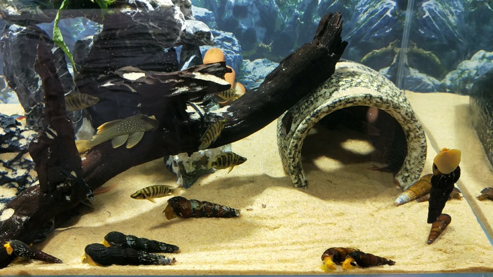 新開了個60缸橙兔螺金頭虎苗異型魚