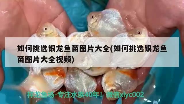 如何挑選銀龍魚苗圖片大全(如何挑選銀龍魚苗圖片大全視頻)