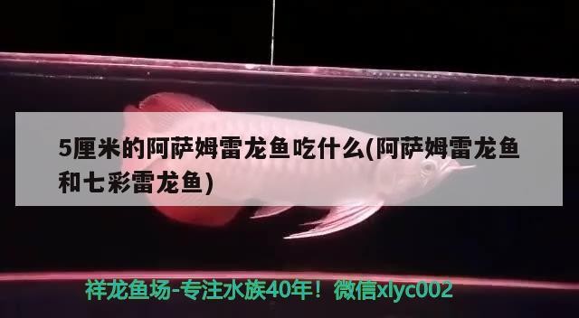 虎皮魚能和虎皮魚一起混養么虎皮魚能和草金魚一起養嗎 虎皮魚能和虎皮魚一起混養么虎皮魚能和草金魚一起養嗎 虎魚百科 第1張