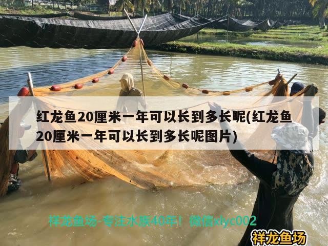 虎皮魚能和虎皮魚一起混養么虎皮魚能和草金魚一起養嗎 虎皮魚能和虎皮魚一起混養么虎皮魚能和草金魚一起養嗎 虎魚百科 第2張