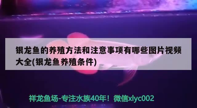 銀龍魚的養殖方法和注意事項有哪些圖片視頻大全(銀龍魚養殖條件) 銀龍魚的養殖方法和注意事項有哪些圖片視頻大全(銀龍魚養殖條件) 銀龍魚百科