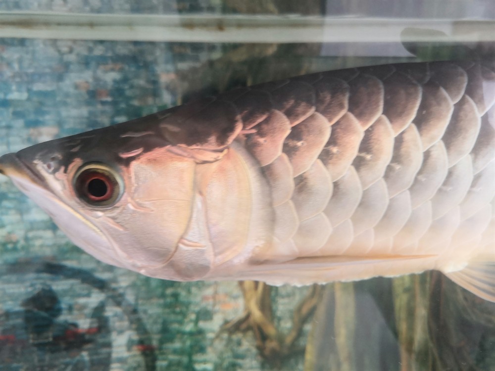 想換個大缸只能賣了魚才能換過背金龍40+4000虎魚包肚包脖20cm左右500 想換個大缸只能賣了魚才能換過背金龍40+4000虎魚包肚包脖20cm左右500 虎魚百科 第1張