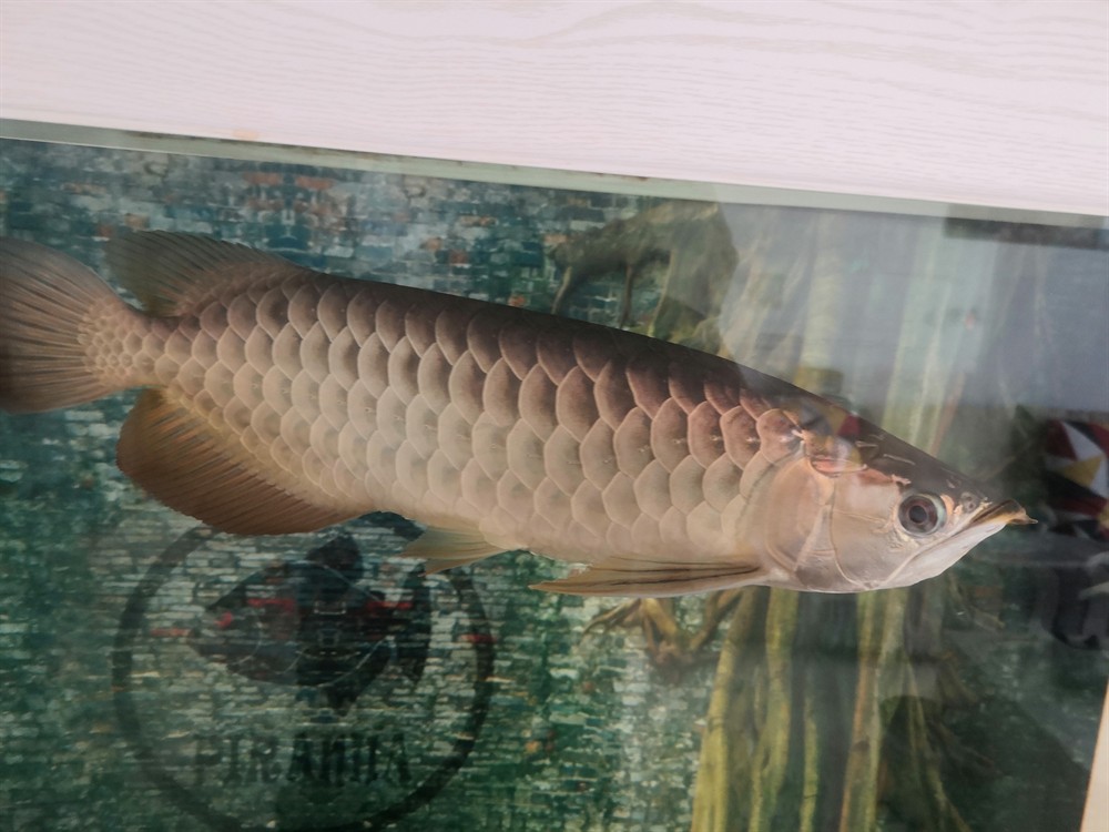 想換個大缸只能賣了魚才能換過背金龍40+4000虎魚包肚包脖20cm左右500 想換個大缸只能賣了魚才能換過背金龍40+4000虎魚包肚包脖20cm左右500 虎魚百科 第2張