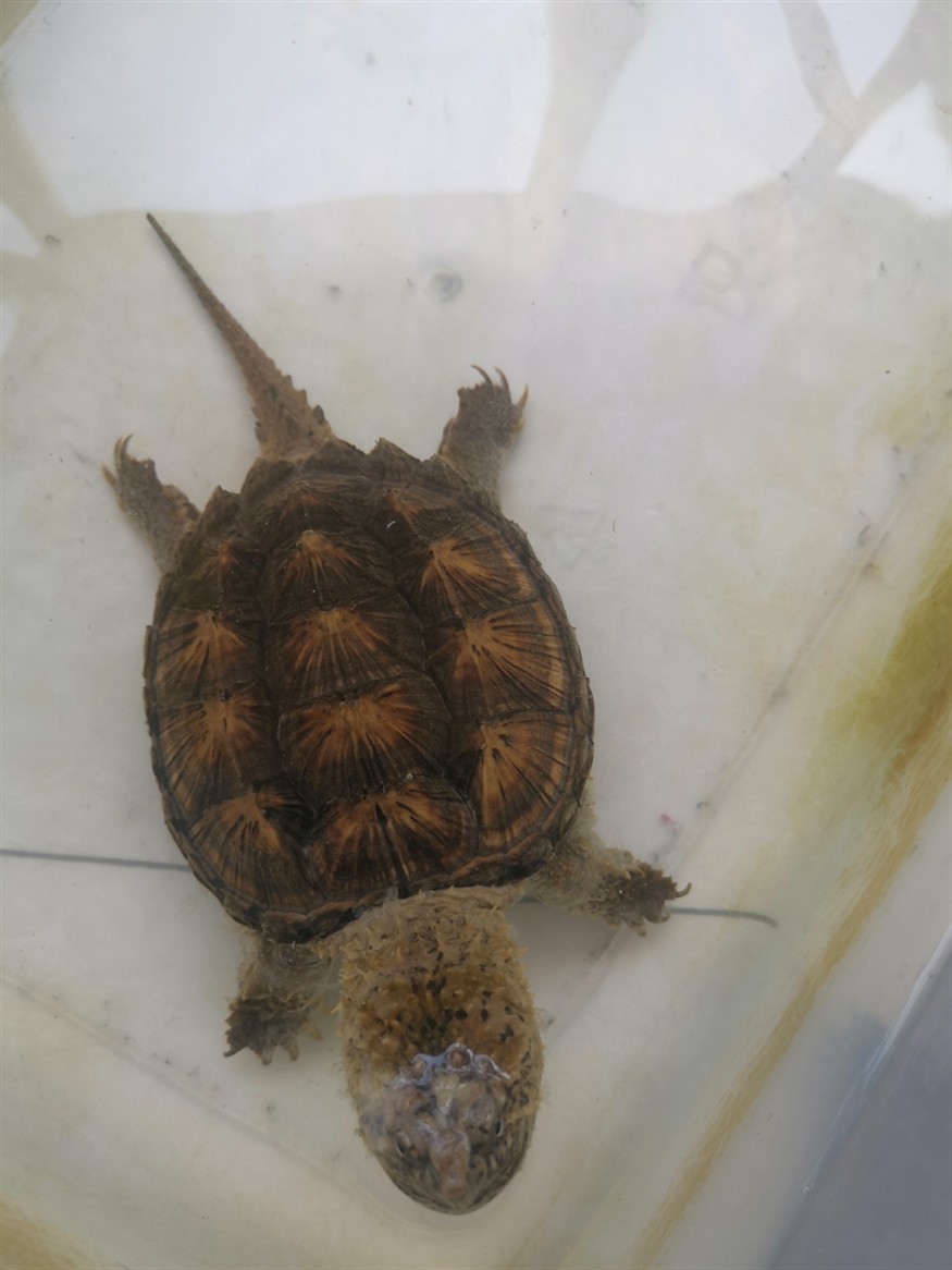 想換個大缸只能賣了魚才能換過背金龍40+4000虎魚包肚包脖20cm左右500 想換個大缸只能賣了魚才能換過背金龍40+4000虎魚包肚包脖20cm左右500 虎魚百科 第4張
