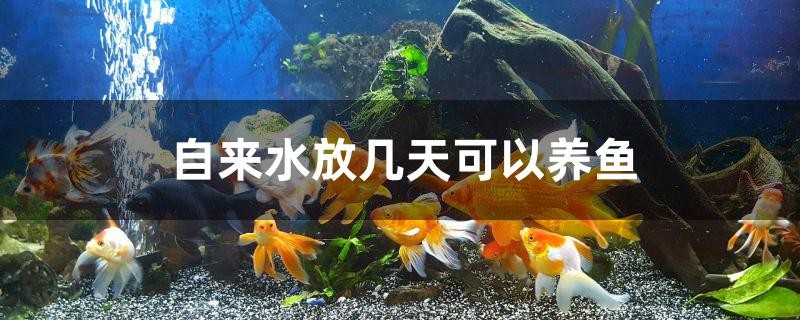 自來(lái)水放幾天可以養(yǎng)魚(yú)
