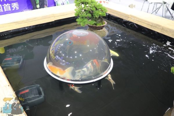負(fù)壓魚(yú)缸對(duì)魚(yú)有什么好處，負(fù)壓魚(yú)缸如何防止缺氧