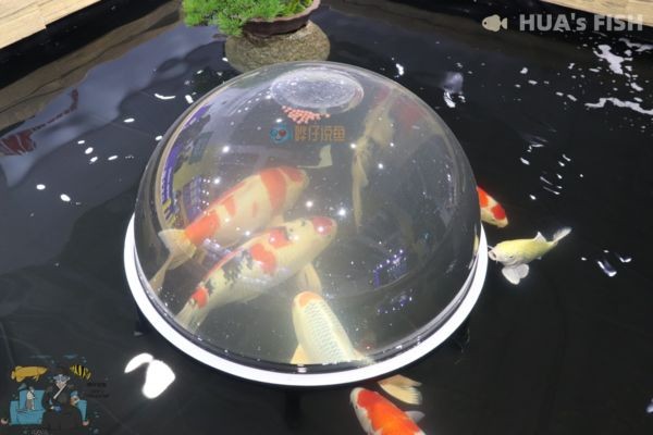 負(fù)壓魚(yú)缸對(duì)魚(yú)有什么好處，負(fù)壓魚(yú)缸如何防止缺氧