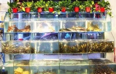 <strong><mark>峨眉</mark></strong>哪里有賣魚缸的：樂山花鳥魚蟲市場(chǎng)探秘