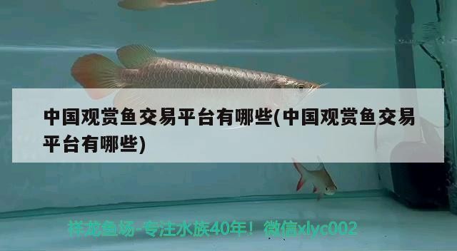中國觀賞魚交易平臺有哪些(中國觀賞魚交易平臺有哪些)