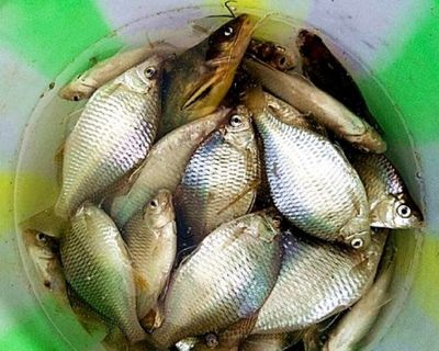 蝴蝶錦鯉的成長日記：養蝴蝶鯉最好選擇1.2米至以上的魚缸