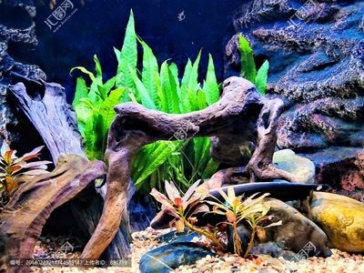 傳統魚缸造景圖：魚缸造景的歷史與發展 傳統魚缸造景圖：魚缸造景的歷史與發展 魚缸百科 第2張