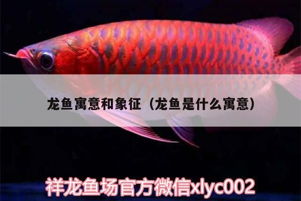 龍魚寓意和象征（龍魚是什么寓意） 龍魚寓意和象征（龍魚是什么寓意） 紅龍魚百科