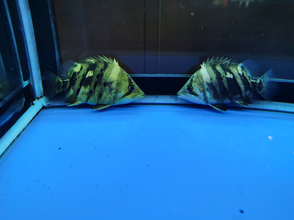 虎魚變色了求助帖