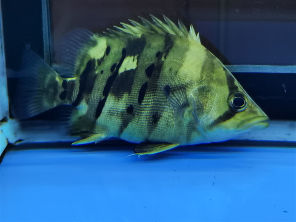 虎魚變色了求助帖