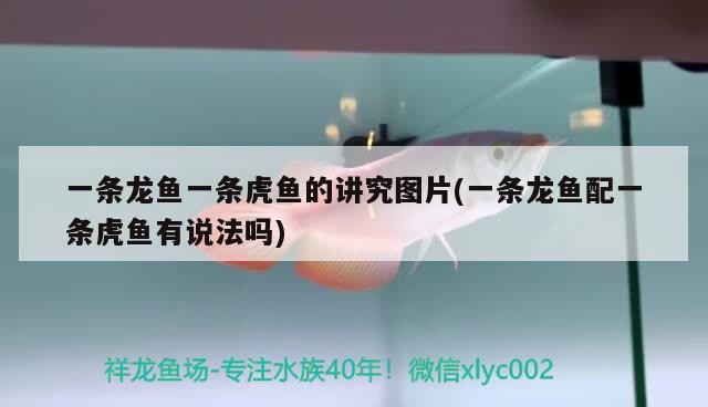 一條龍魚(yú)一條虎魚(yú)的講究圖片(一條龍魚(yú)配一條虎魚(yú)有說(shuō)法嗎)