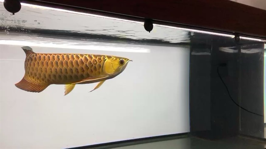 霸王金里的暴徒 霸王金里的暴徒 紅龍魚百科