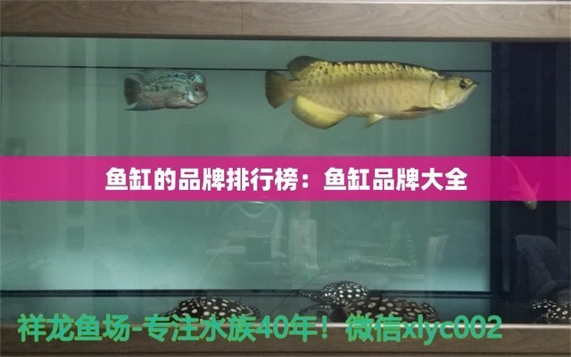 紅龍魚苗一年能長多大圖片視頻大全（紅龍魚苗一年能長多大圖片視頻大全集） 紅龍魚苗一年能長多大圖片視頻大全（紅龍魚苗一年能長多大圖片視頻大全集） 紅龍魚百科