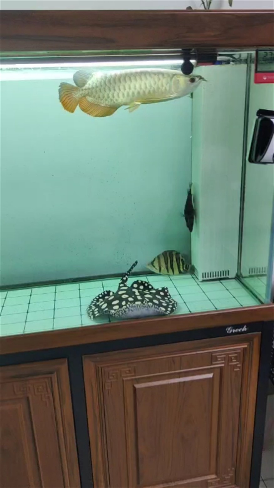這條虎魚體型可以嗎？ 這條虎魚體型可以嗎？ 虎魚百科 第1張