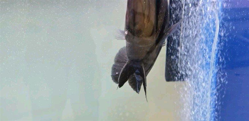 虎魚爛鰓 虎魚爛鰓 虎魚百科 第1張