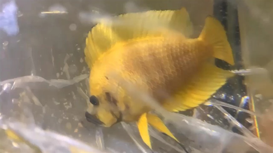 黃金虎王 (對魚) 最強地域種 震撼全網 黃金虎王 (對魚) 最強地域種 震撼全網 虎魚百科 第1張