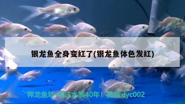 銀龍魚(yú)全身變紅了(銀龍魚(yú)體色發(fā)紅)