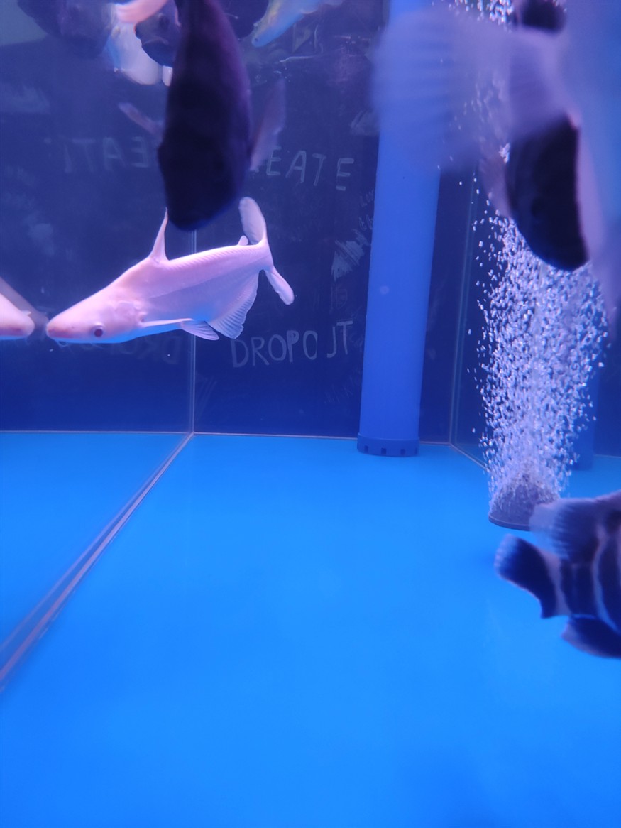 空氣缸龍魚虎魚觀賞魚混養底濾