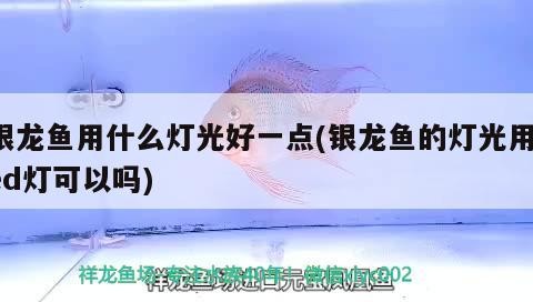 銀龍魚用什么燈光好一點(diǎn)(銀龍魚的燈光用led燈可以嗎)