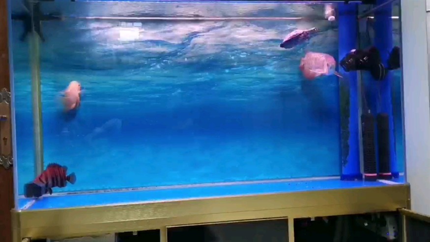 菠蘿跟虎魚不能一起養？