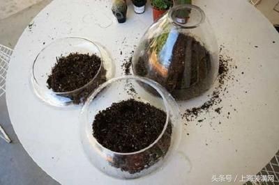 大魚缸空魚缸：養(yǎng)風水魚的技巧與注意事項與注意事項與注意事項